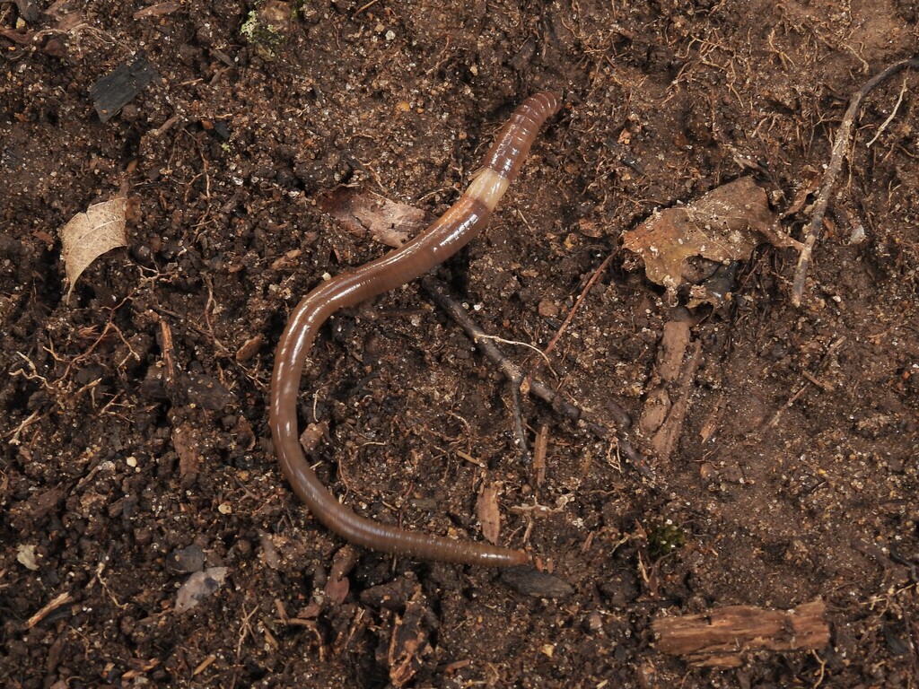 Amynthas tokioensis