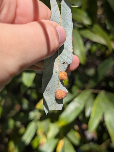 iNaturalist observation photo of Willow Apple Gall Sawfly