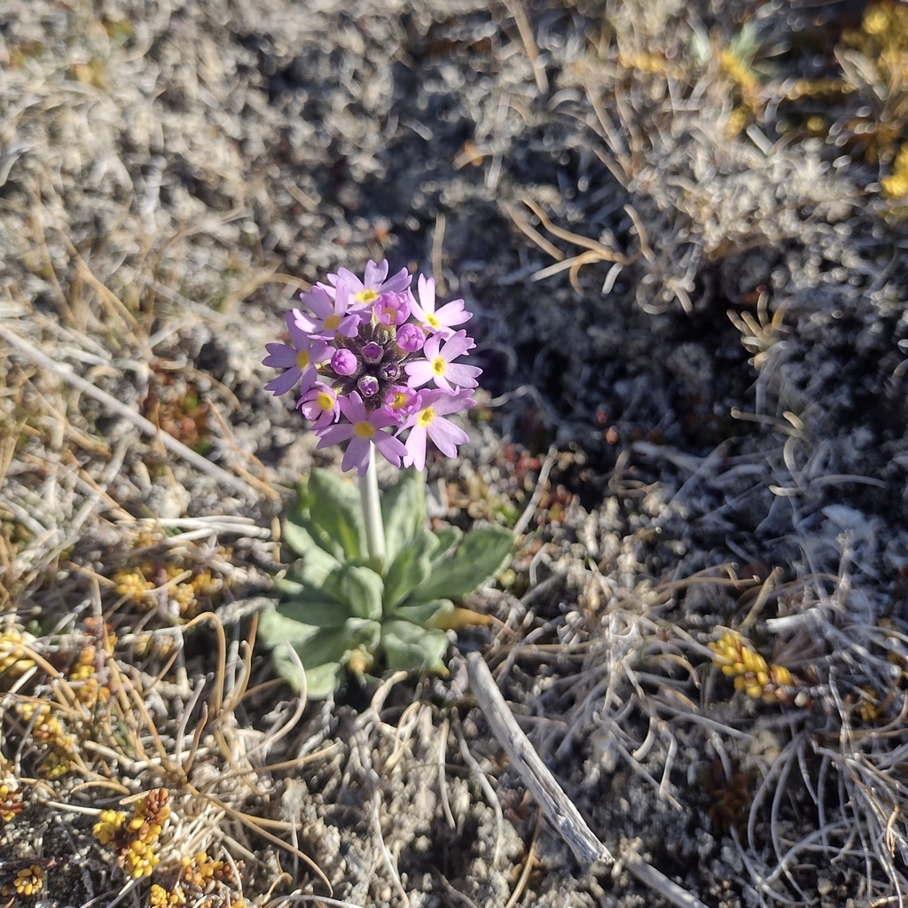 Primula magellanica; photograph author not stated, no rights reserved