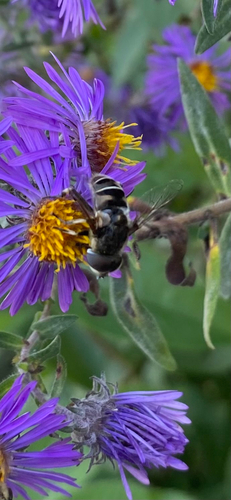 Unknown species found near Kellogg Ave, Ames, IA, US