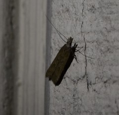 Mesophleps adustipennis