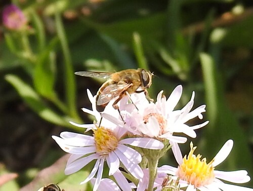 Unknown species found near Teton County, WY, USA