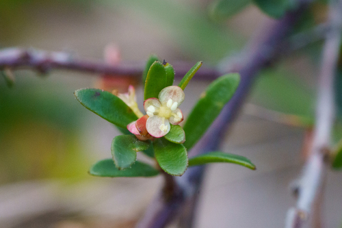 dwarf micrantheum (Micrantheum demissum)