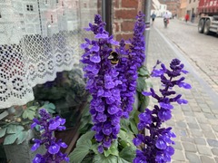 Bombus