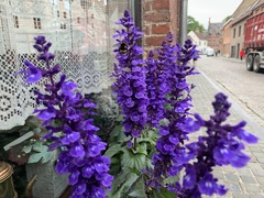 Bombus