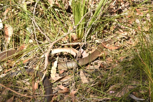 Eastern Brown Snake sighting