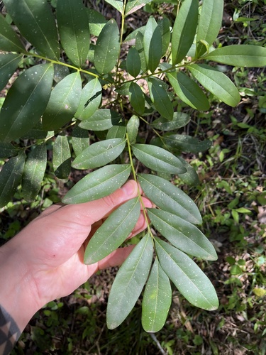 Matayba elaeagnoides, photograph 5