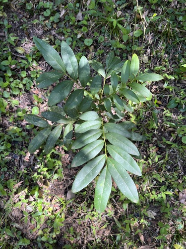 Matayba elaeagnoides, photograph 6