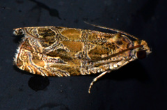 Olethreutes tilianum