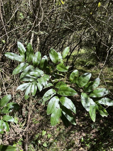 Matayba elaeagnoides
