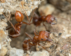 Pogonomyrmex subnitidus