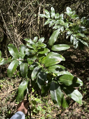 Matayba elaeagnoides, photograph 2
