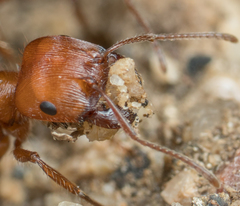 Pogonomyrmex subnitidus