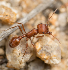 Pogonomyrmex subnitidus