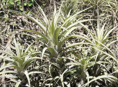 Tillandsia incarnata