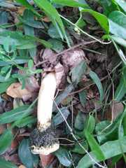 Itajahya galericulata