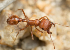Pogonomyrmex subnitidus
