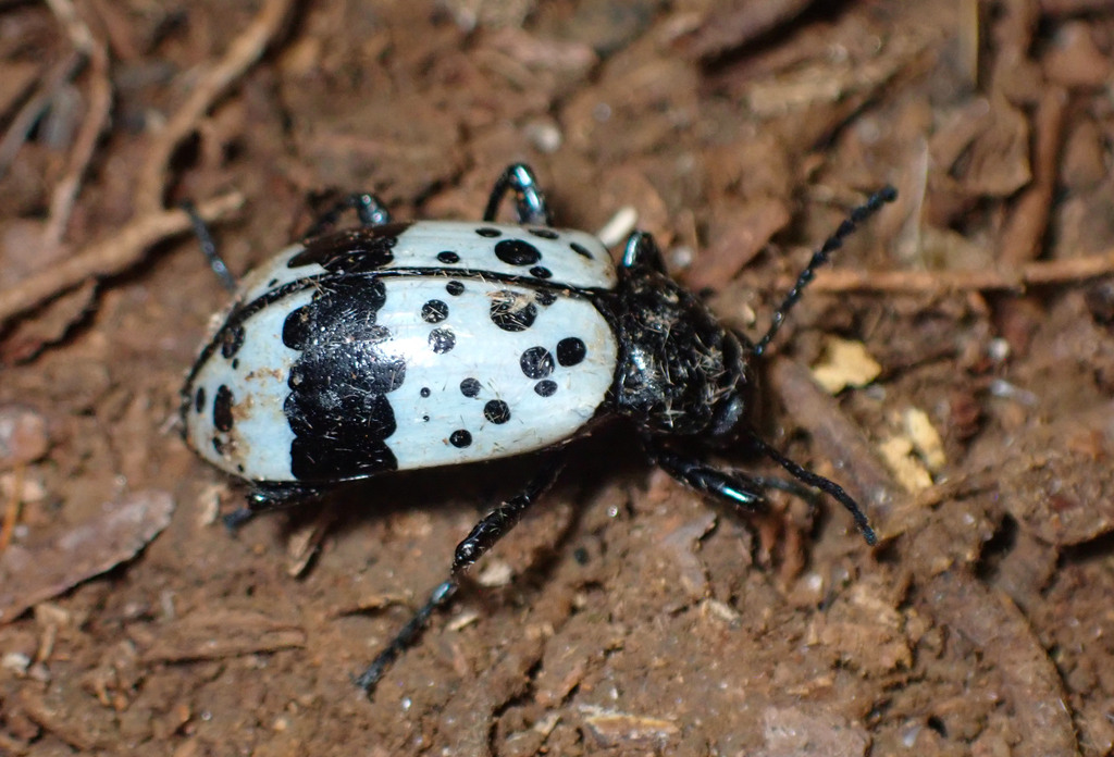 Cuphotes augusti