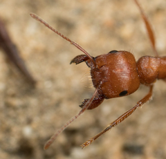 Pogonomyrmex subnitidus