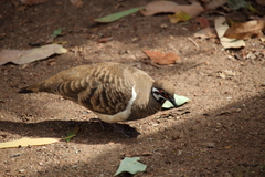 Geophaps scripta