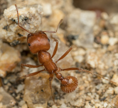 Pogonomyrmex subnitidus