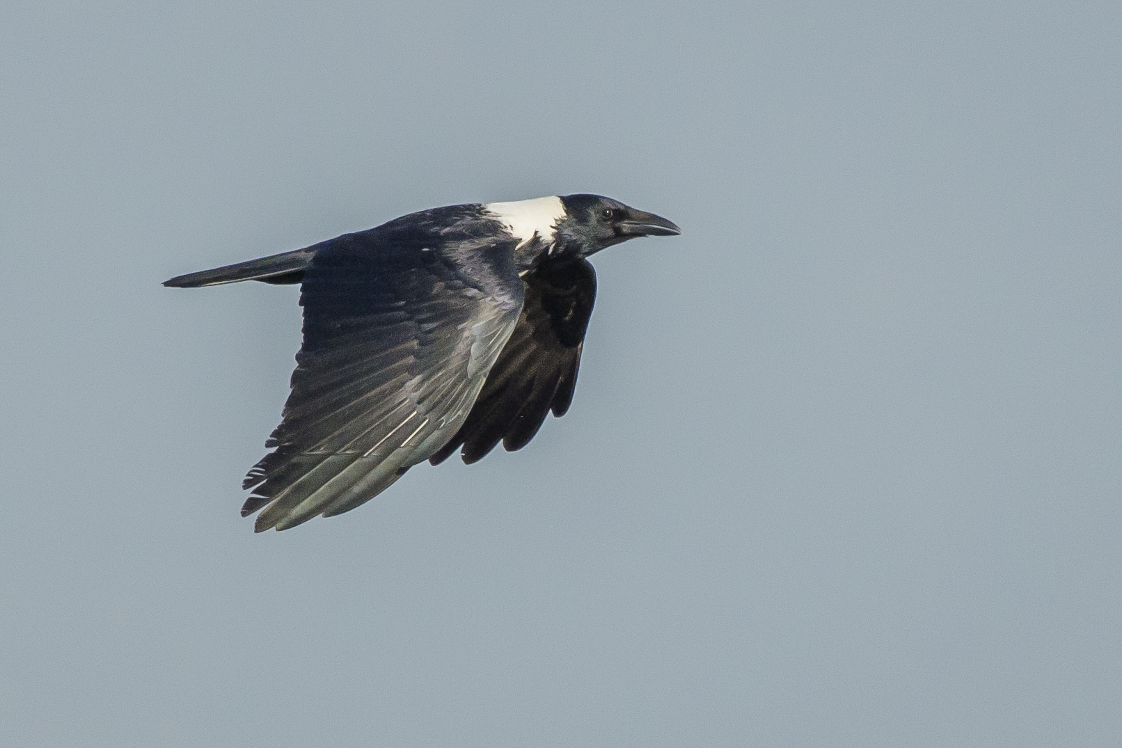 Collared Crow (Corvus torquatus) · iNaturalist