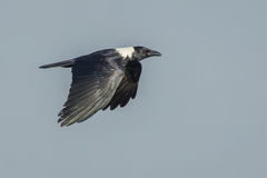 Collared Crow photo 4