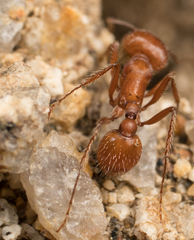Pogonomyrmex subnitidus