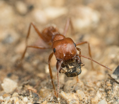 Pogonomyrmex subnitidus