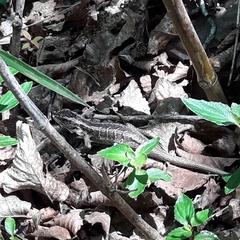 Liolaemus schroederi