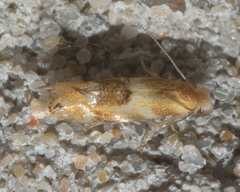 Bucculatrix coronatella