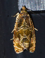 Olethreutes tilianum