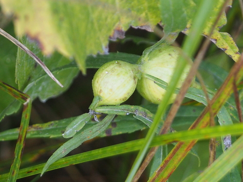 Unknown species found near Lakelands Trail from Cedar Lake Rd to Horse Trail 19