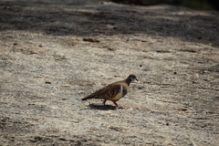 Geophaps scripta