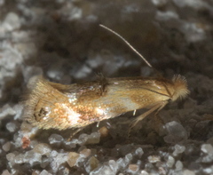Bucculatrix coronatella