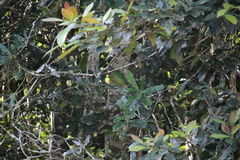 Ailuroedus maculosus