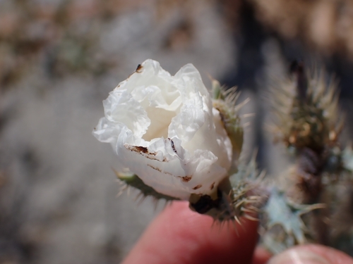 Flat-bud Prickly Poppy fruiting