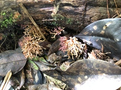 Fungi
