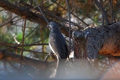 Hypsipetes amaurotis