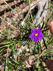 Solanum linearifolium, photograph (c) Victor Phillips, some rights reserved (CC BY-SA)