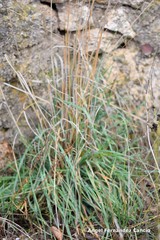Dactylis glomerata hispanica