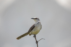 Mimus gilvus