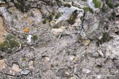 Dactylis glomerata hispanica