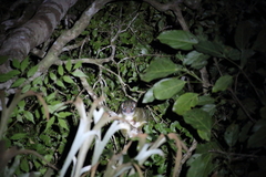 Pseudochirops archeri