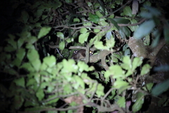 Hemibelideus lemuroides