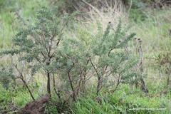 Adenocarpus hispanicus