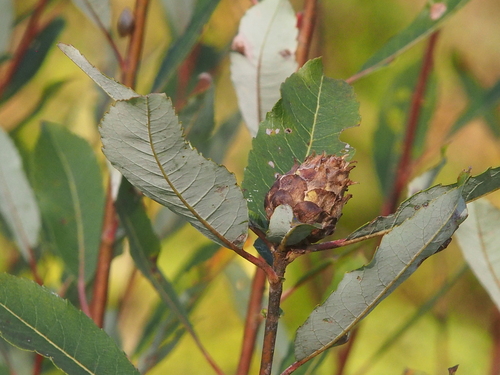 Unknown species found near Lakelands Trail from Cedar Lake Rd to Horse Trail 19