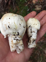 Agaricus albolutescens