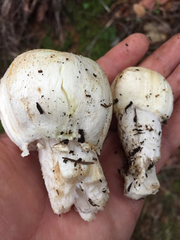 Agaricus albolutescens
