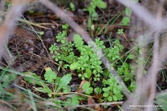 Galium aparine